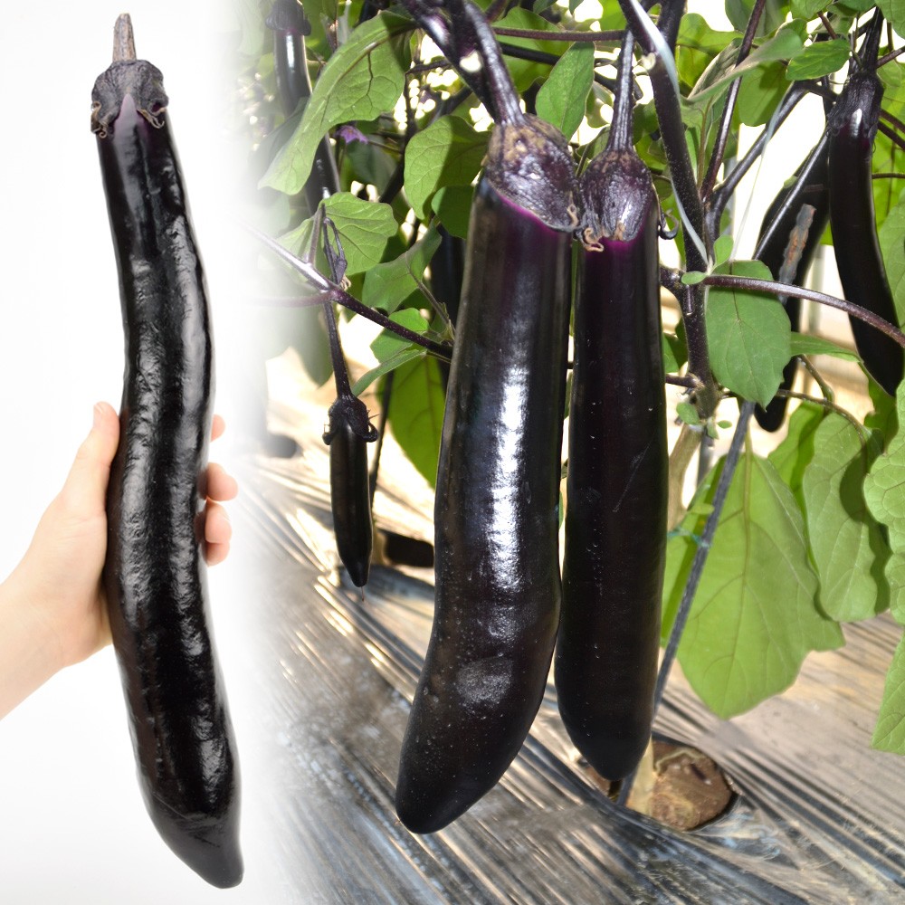 種 野菜たね ナス F1グルメ長なす 1袋(0.2ml)