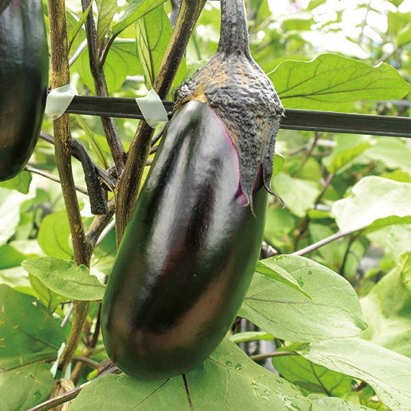 種 野菜たね ナス F1改良黒豊 1袋(0.5ml)