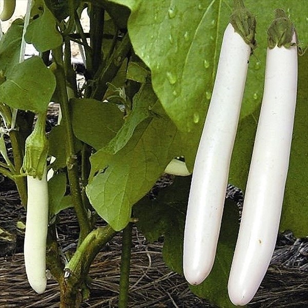 種 野菜たね ナス F1ホワイトスレンダー 1袋(0.2ml)