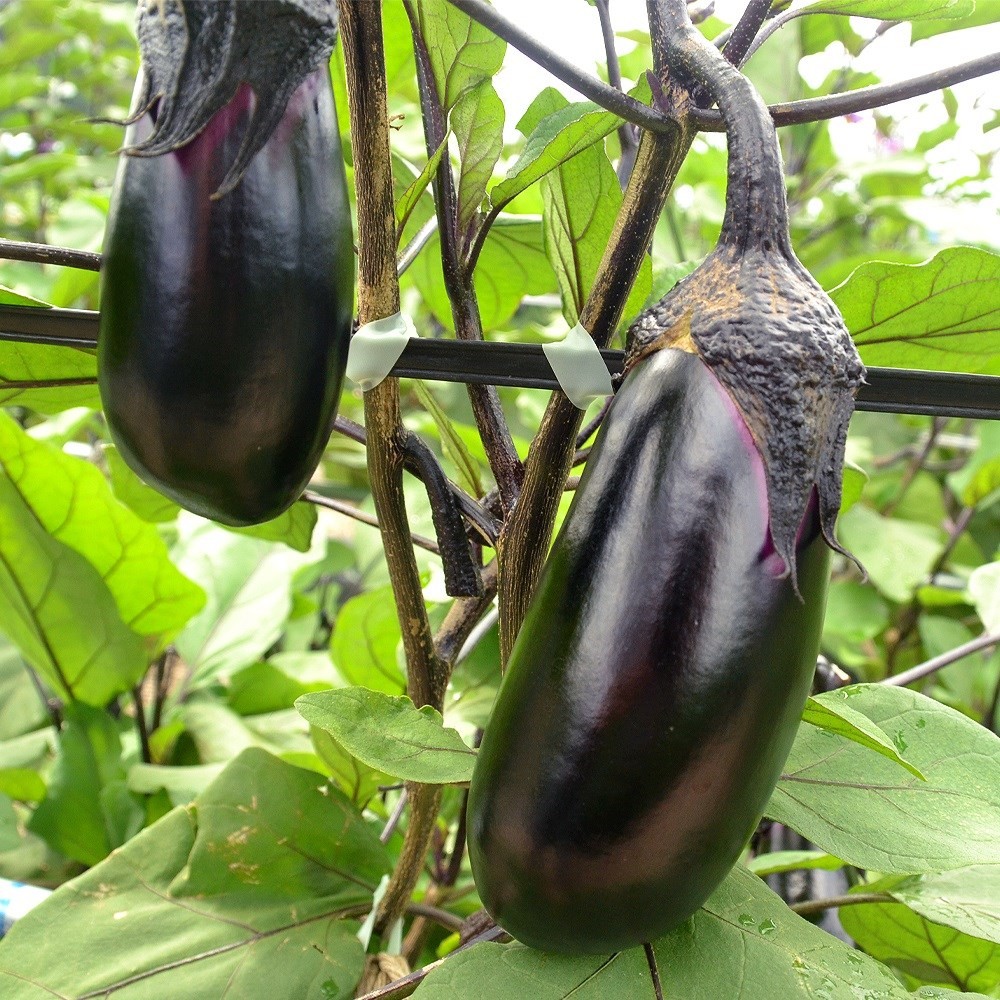 種 野菜たね ナス F1むらさき娘 1袋(0.5ml)