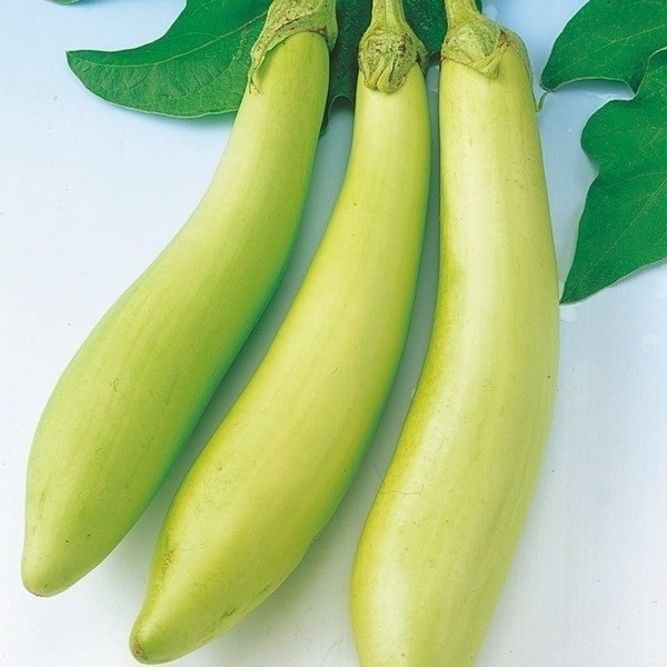 種 野菜たね ナス 白長茄子 1袋(0.5ml)