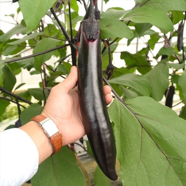 種 野菜たね ナス F1おおなが茄子 1袋(0.2ml)