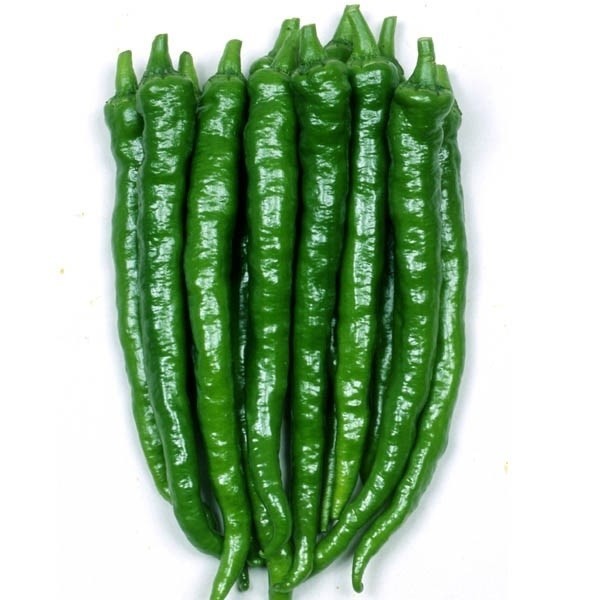 種 野菜たね トウガラシ 伏見とうがらし 1袋(1ml)