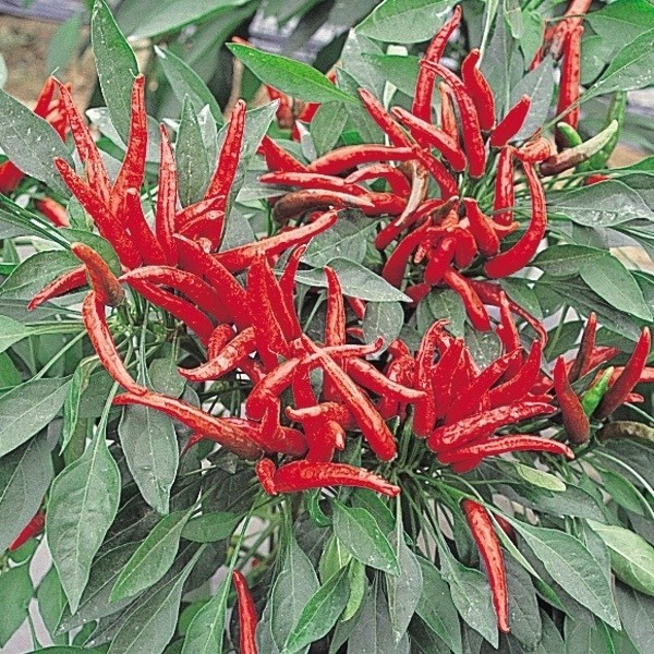 種 野菜たね トウガラシ 鷹の爪とうがらし 1袋(2ml)