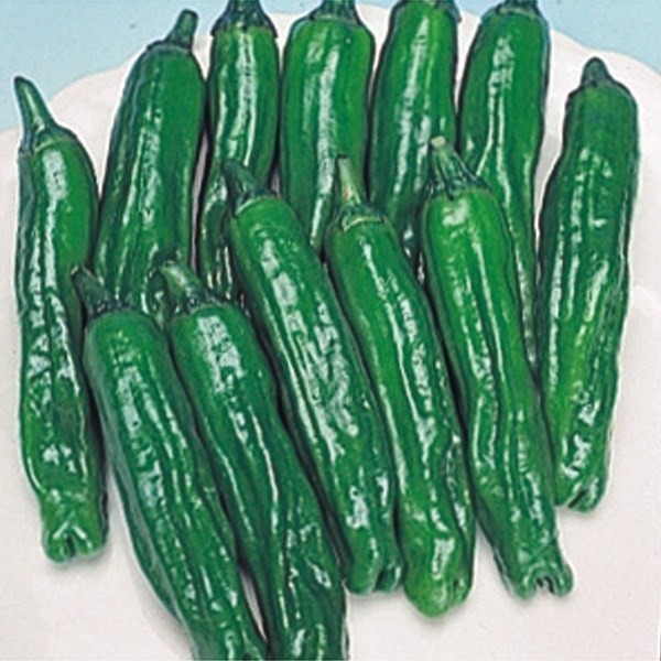種 野菜たね ピーマン・シシトウ ししとう 1袋(1ml)