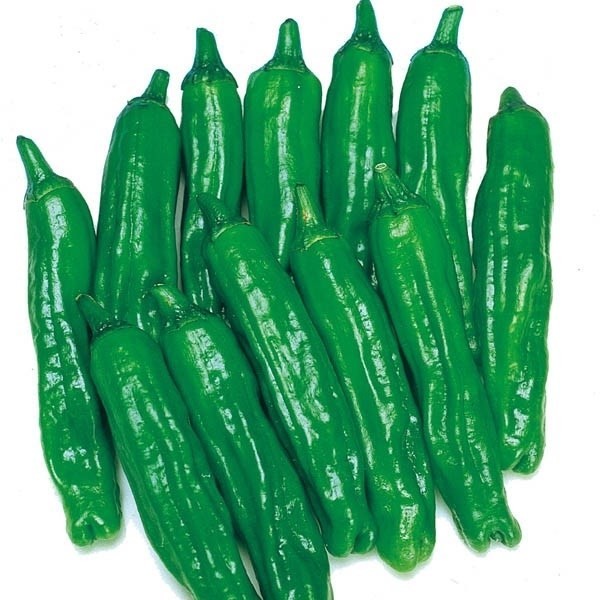 種 野菜たね ピーマン・シシトウ 強健ししとう 1袋(30粒)