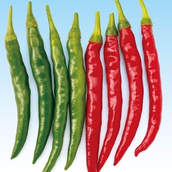 種 野菜たね トウガラシ 大型とうがらし 1袋(30粒)