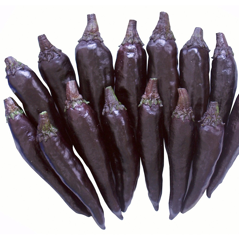 種 野菜たね トウガラシ 紫とうがらし 1袋(30粒)