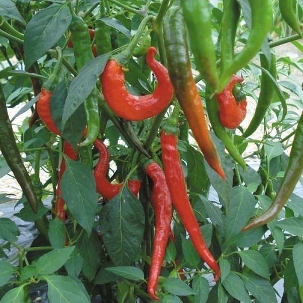 種 野菜たね トウガラシ からいよ 1袋(1ml)