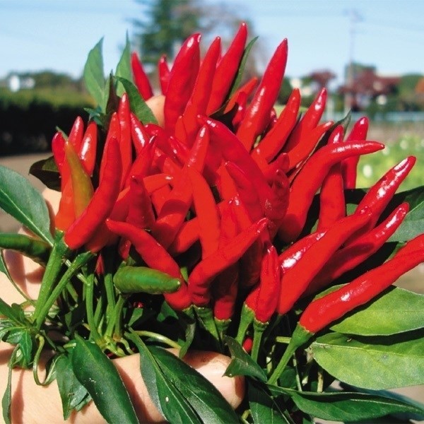 種 野菜たね 世界の野菜 八つ房とうがらし 1袋(1ml)