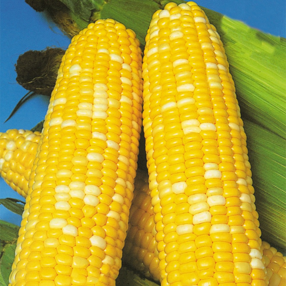 種 野菜たね トウモロコシ F1早生あまコーン 1袋(20ml)