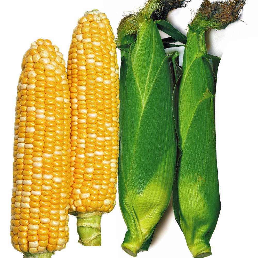 種 野菜たね トウモロコシ F1早生フレッシュコーン 1袋(20ml)