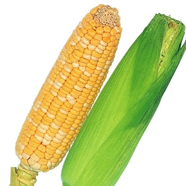 種 野菜たね トウモロコシ F1早生バイカラー 1袋(15ml)