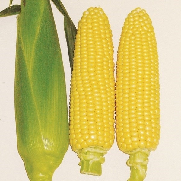 種 野菜たね トウモロコシ 黄もちとうもろこし 1袋(25ml)