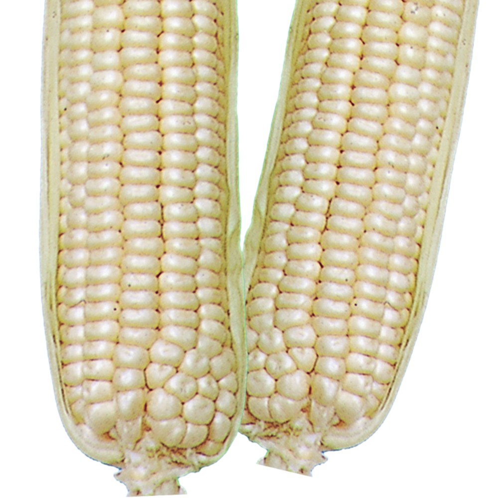 種 野菜たね トウモロコシ 白もちとうもろこし 1袋(25ml)