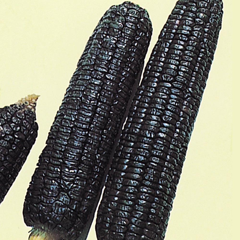 種 野菜たね トウモロコシ 黒もちとうもろこし 1袋(25ml)