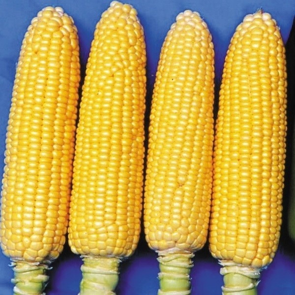 種 野菜たね トウモロコシ F1ジャイアン 1袋(10ml)