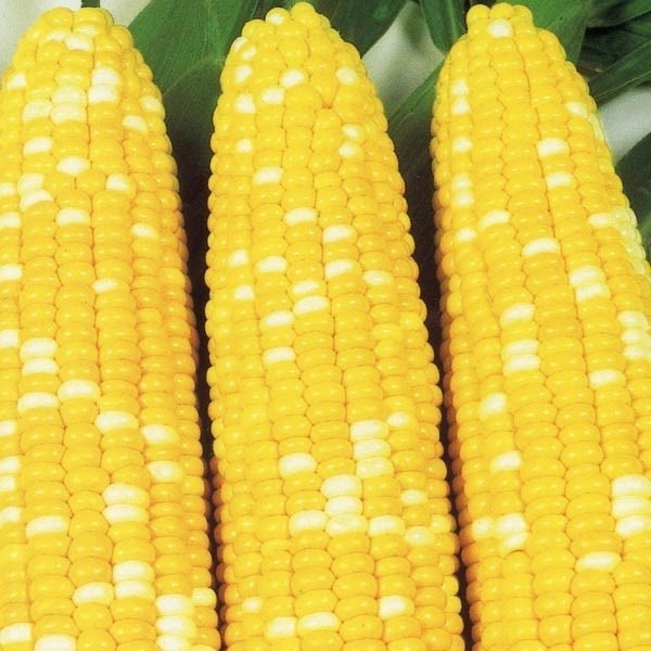 種 野菜たね トウモロコシ F1スウィートバイカラー 1袋(15ml)