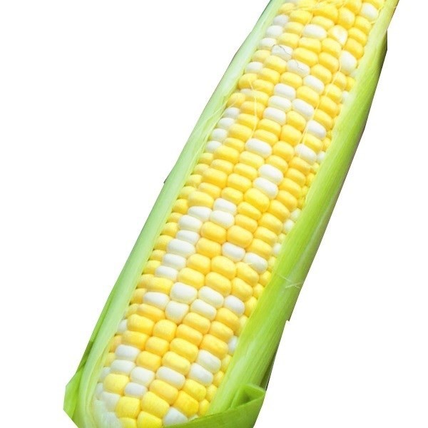 種 野菜たね トウモロコシ 抑制とうもろこし F1バイカラー 1袋(15ml)
