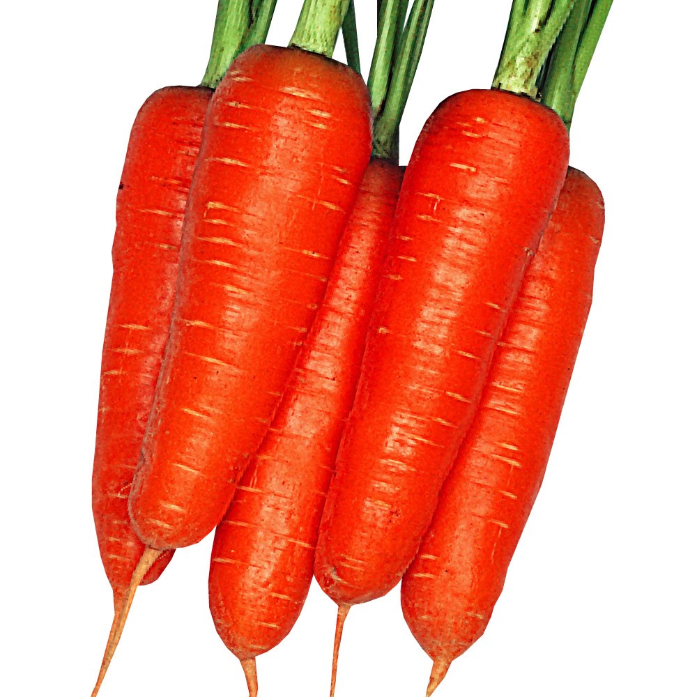 種 野菜たね ニンジン 大型五寸人参 1袋(10ml)