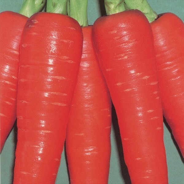 種 野菜たね ニンジン F1早生紅五寸 1袋(8ml)