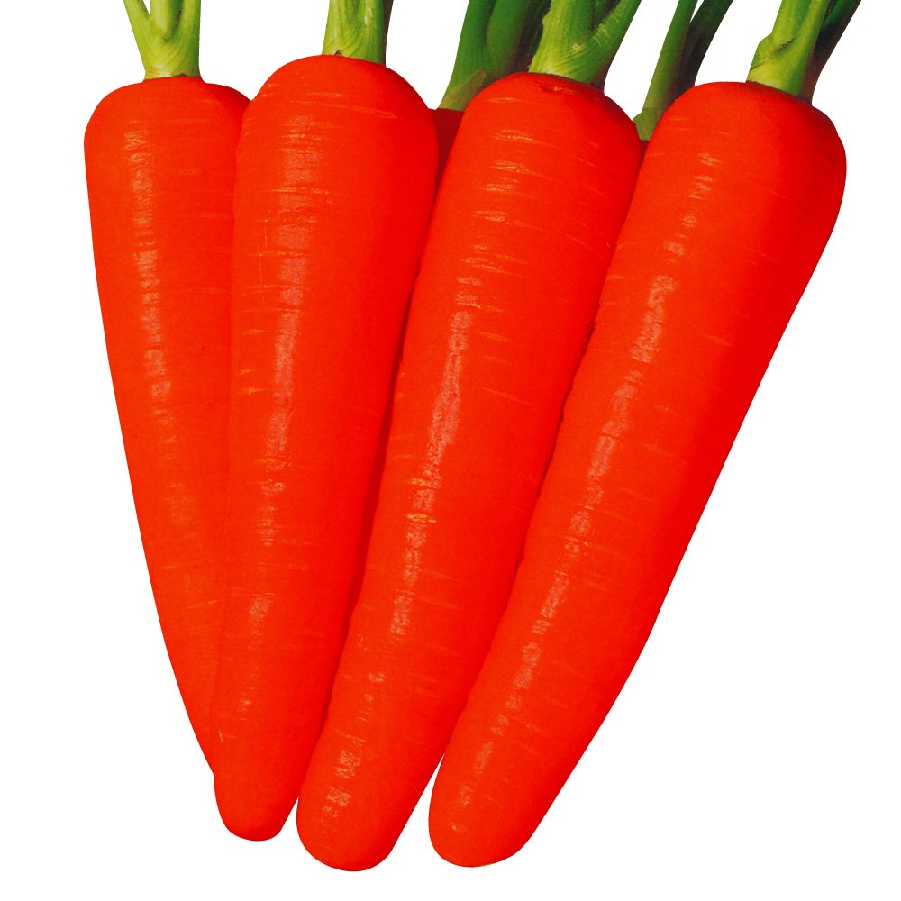 種 野菜たね ニンジン 紅光大型新五寸 1袋(8ml)