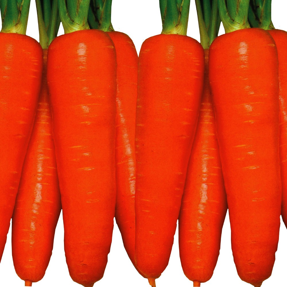 種 野菜たね ニンジン べっぴん五寸人参 1袋(8ml)