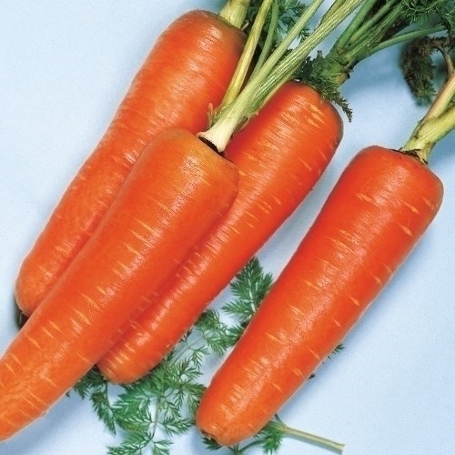 種 野菜たね ニンジン F1春蒔五寸人参 1袋(8ml)