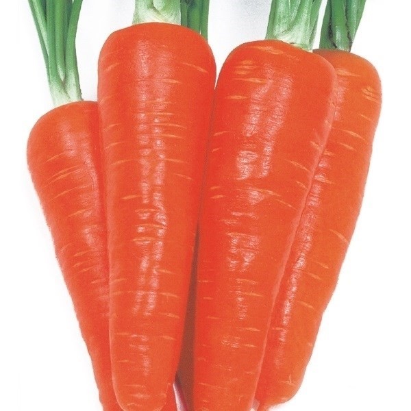 種 野菜たね ニンジン F1改良オレンジスター 1袋(5ml)