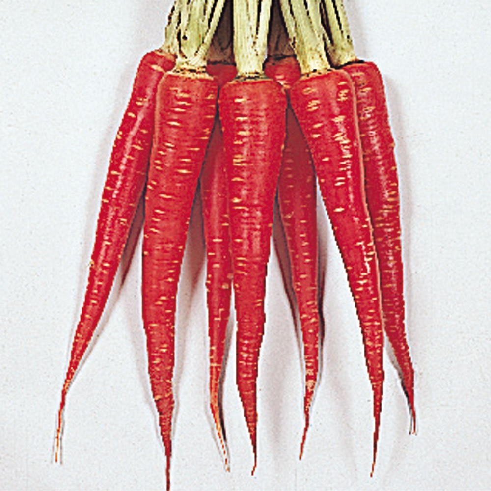 種 野菜たね ニンジン 真紅極早生金時 1袋(8ml)