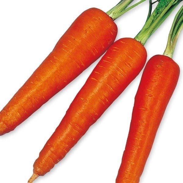 種 野菜たね ニンジン 豊産時なし五寸 1袋(5ml)