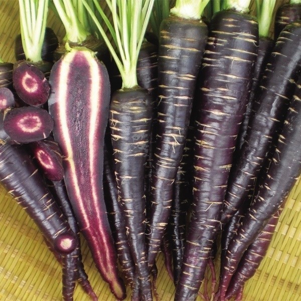 種 野菜たね ニンジン F1くろにんじん 1袋(50粒)