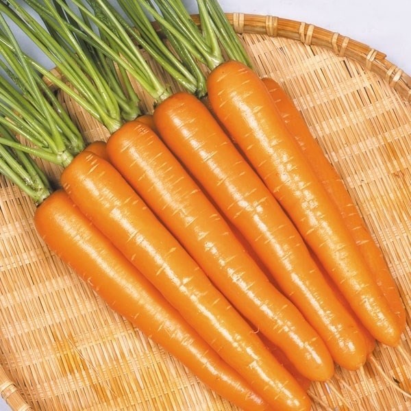 種 野菜たね ニンジン F1サラダにんじん 1袋(コート種子100粒)