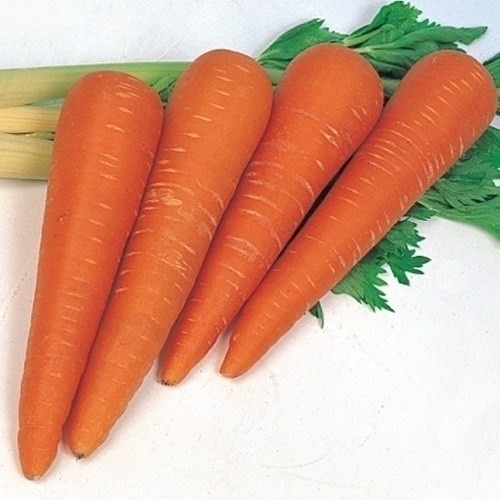 種 野菜たね ニンジン 鮮紅太長人参 1袋(8ml)