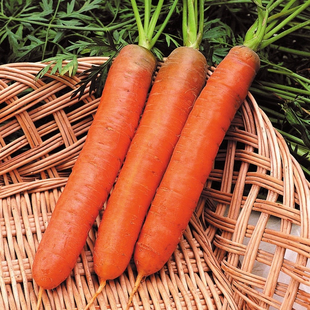 種 野菜たね ニンジン ナンテスキャロット 1袋(5ml)