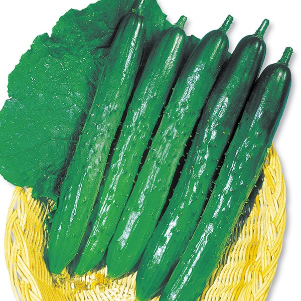 種 野菜たね キュウリ F1夏秋いちばんキュウリ 1袋(1ml)