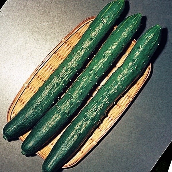 種 野菜たね キュウリ 夏節成りキュウリ 1袋(2ml)