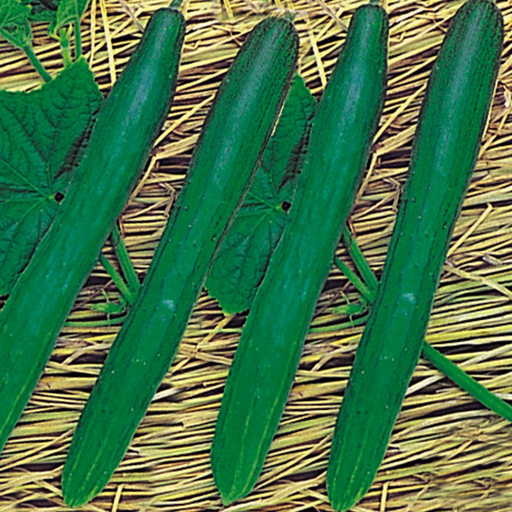 種 野菜たね キュウリ 霜しらず地這きゅうり 1袋(1.5ml)