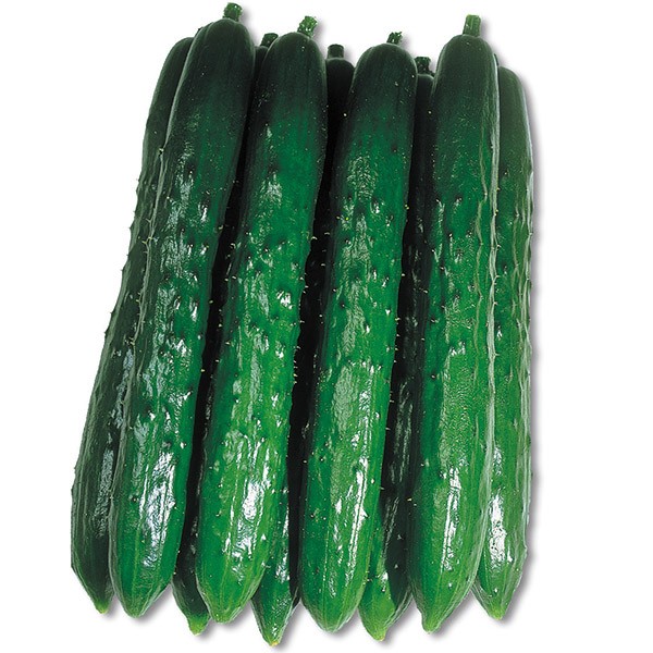 種 野菜たね キュウリ F1夏秋キング 1袋(1ml)