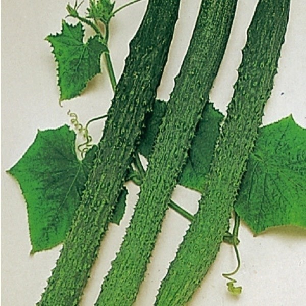 種 野菜たね キュウリ 四葉きゅうり 1袋(1ml)