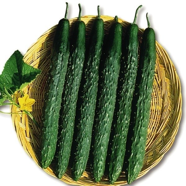 種 野菜たね キュウリ F1濃緑四葉胡瓜 1袋(10粒)