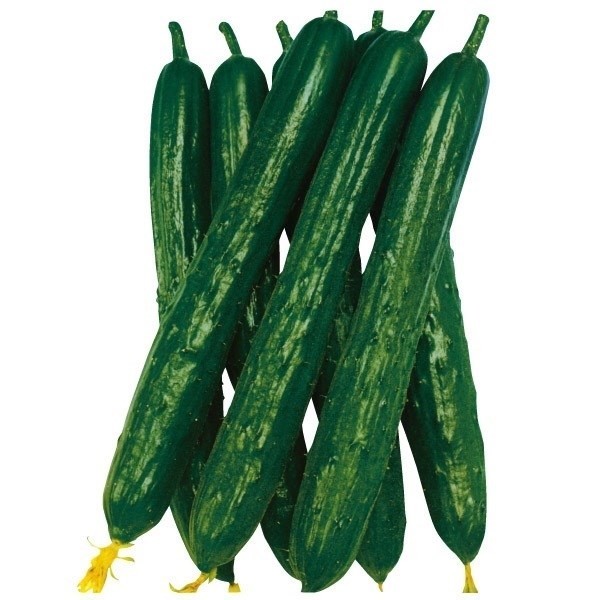 種 野菜たね キュウリ F1ホーム節成きゅうり 1袋(1ml)