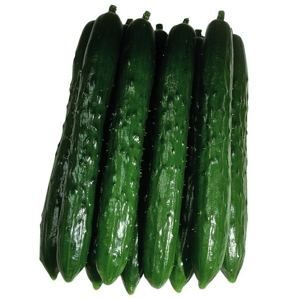 種 野菜たね キュウリ F1夏どり胡瓜 1袋(1ml)