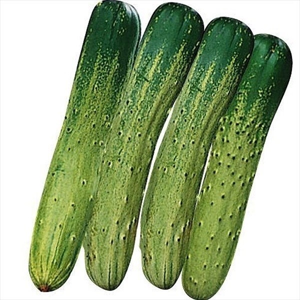 種 野菜たね キュウリ 相模半白節成キュウリ 1袋(1ml)