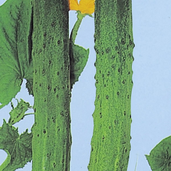 種 野菜たね キュウリ 聖護院節成きゅうり 1袋(1.5ml)
