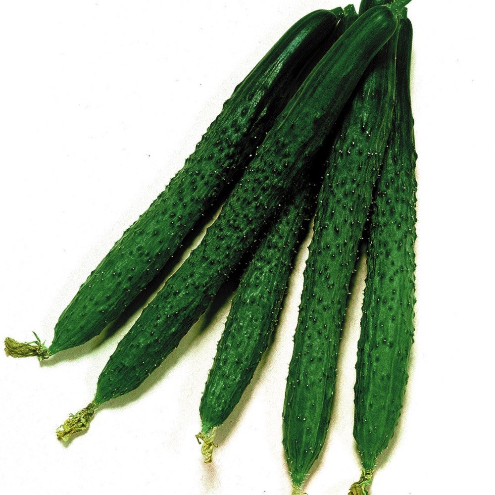 種 野菜たね キュウリ F1よくなりスーヨー 1袋(1ml)