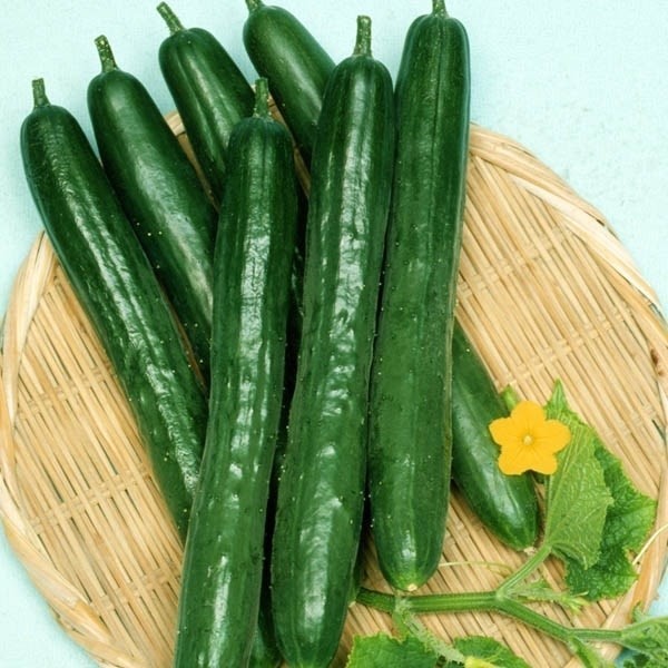 種 野菜たね キュウリ F1スマートグリーン 1袋(1ml)