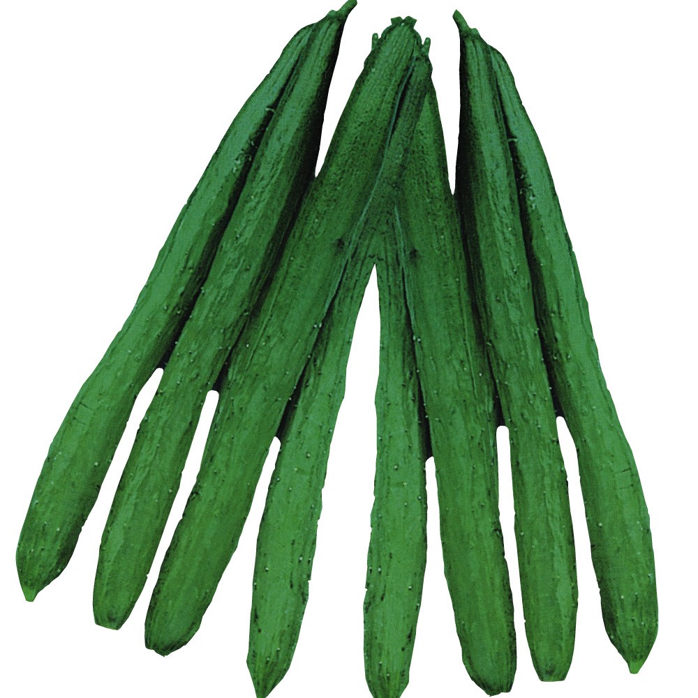 種 野菜たね キュウリ F1夏秋ロング 1袋(1ml)