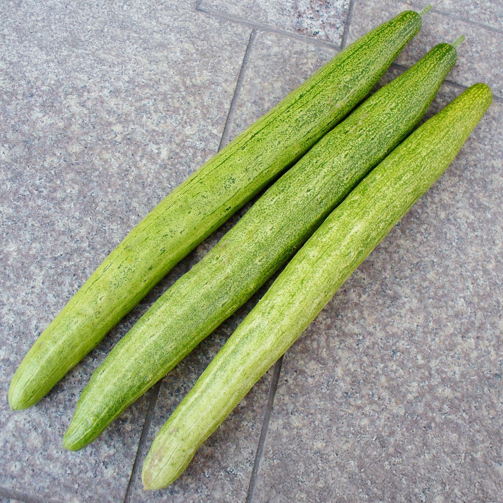 種 野菜たね キュウリ 大和三尺胡瓜 1袋(0.5ml)