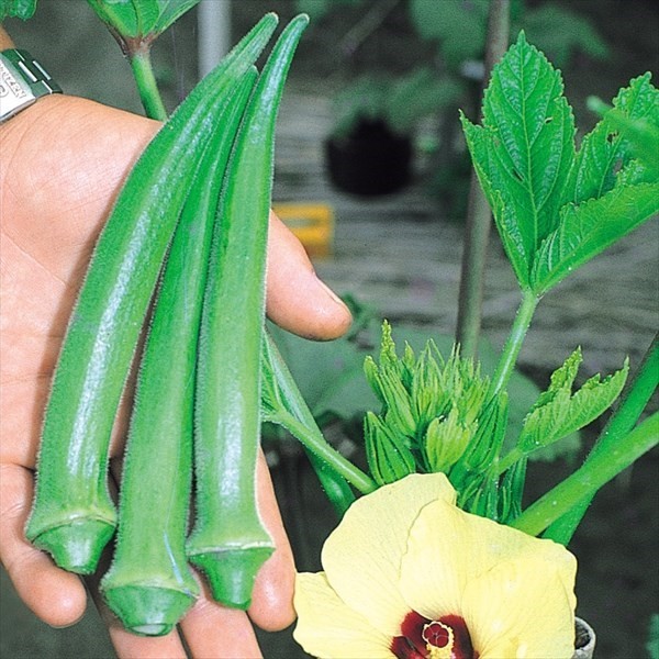 種 野菜たね オクラ ビューティーフィンガー 1袋(5ml)